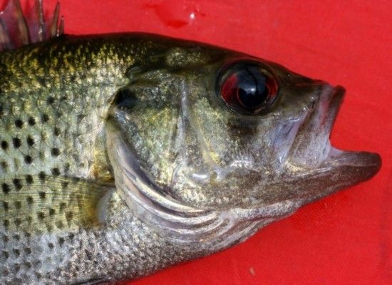 盘点全球怪异动物:裸鼹鼠外形猥琐似生殖器