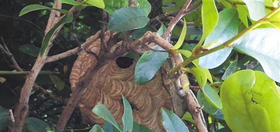 女生宿舍飞进上万只蜜蜂 窗帘天花板密密麻麻