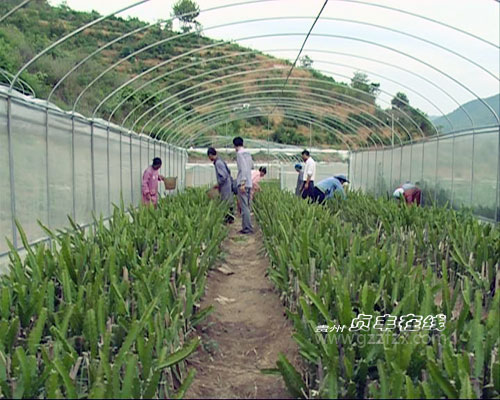 贞丰投资2.5亿元实施火龙果高标准园建设