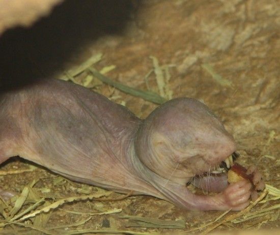 盘点全球怪异动物:裸鼹鼠外形猥琐似生殖器