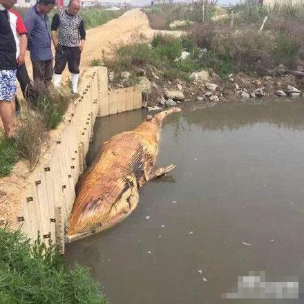 大连再现巨鲸搁浅:普兰店海参圈内发现尸体(图