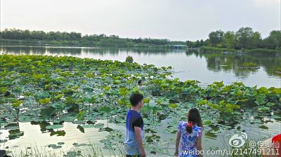 北京南海子公园赏荷季 遭遇市民挖莲藕