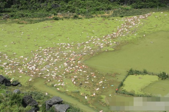 广西洪灾一养殖场被淹 1.6万余头死猪漂在水面