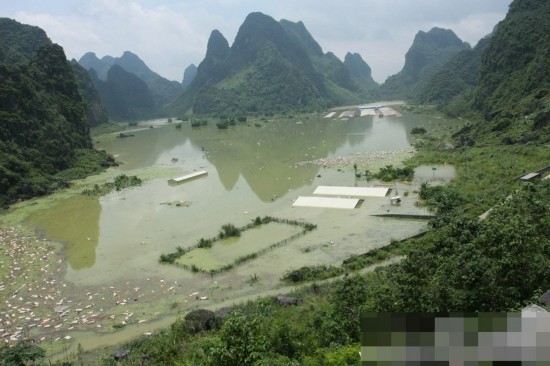 广西养殖场被淹 万余头死猪浸泡水中