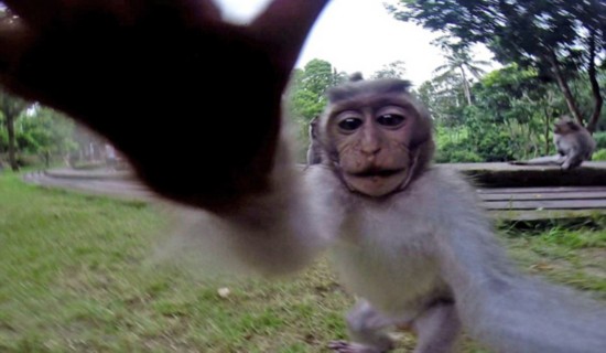 印尼淘气猴子抢夺女游客相机大玩自拍