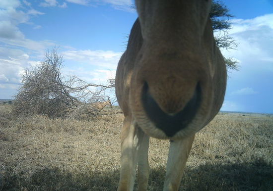 塞伦盖蒂草原动物们的自拍