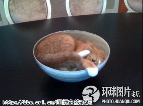 动物匪夷所思的搞笑卖萌:大象智商接近人(图)-