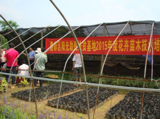 叠彩区阳光助残扶贫基地举办2015年度花卉苗