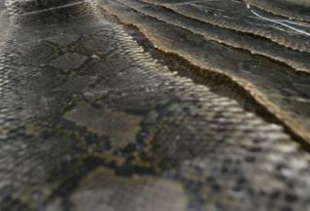 古代皇帝夏季降温神器:蟒蛇皮建造空调房