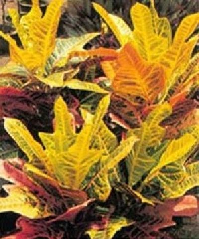 小心！室内摆放这几种植物极易让人患癌症