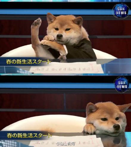 日本广告柴犬当