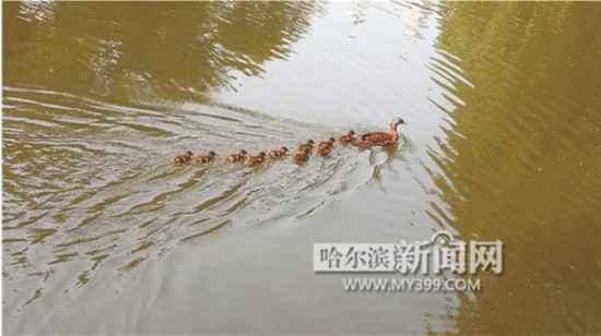 兆麟公园游客放生鳄龟 3只小鸳鸯惨入龟口