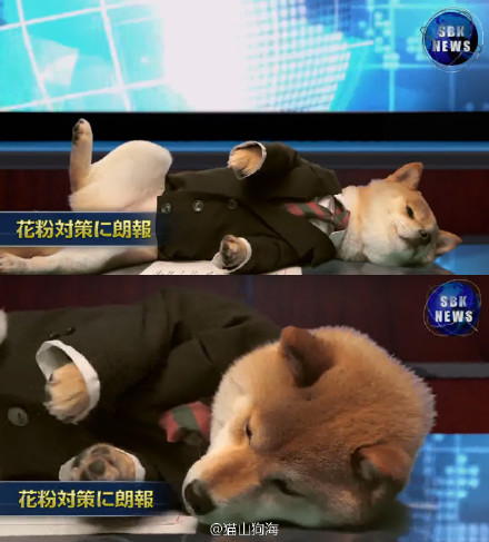 日本广告柴犬当
