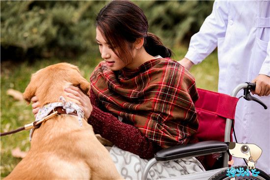 《神犬小七》酷炫美剧风激情碰撞都市神犬