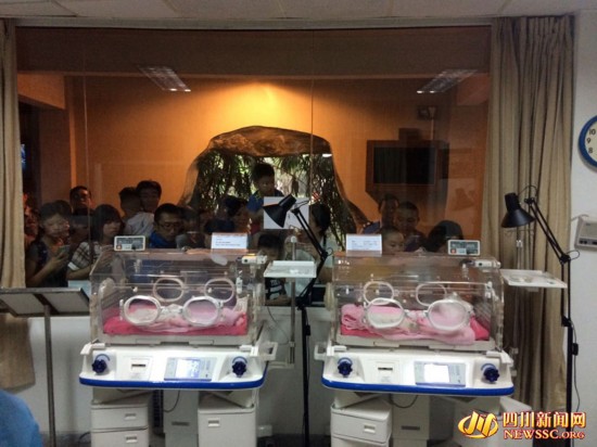 2015首对双胞胎熊猫诞生 母熊看交配视频 开窍