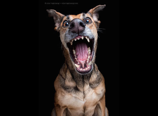 德摄影师拍三萌犬吐舌俘获大笑人心(组图)搞笑闰土包猹刺表情图片