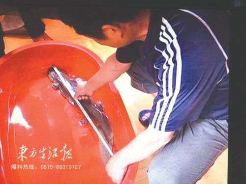 盐城市民捕获一条野生娃娃鱼 长70多厘米