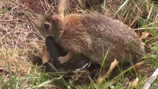兔妈妈为护崽暴揍黑蛇 蛇兔大战视频走红(组图