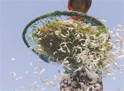 连云港虾皮丰收 当地渔民加紧捕捞加工