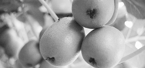 新农人创业故事:一棵猕猴桃树的180天