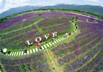日前,在平阳县山门现代农业园,游客徜徉在马鞭草花海里.