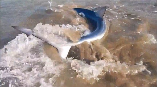 新西兰大胆男子抓鲨鱼鱼翅视频走红网络