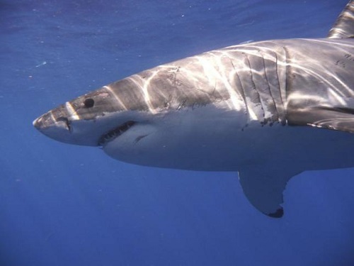 大白鲨高清图