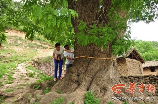 黄龙县开展古树名木普查 3株是彭德怀夫人蒲安