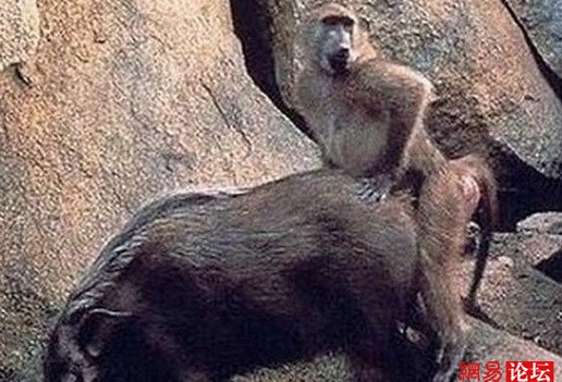 谁说动物不乱伦?盘点动物乱伦交配(组图)