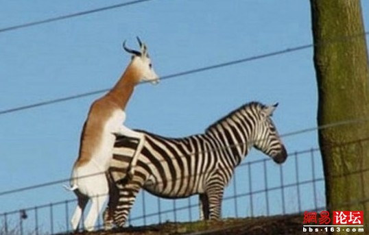 谁说动物不乱伦?盘点动物乱伦交配(组图)