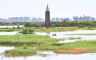 石家庄滹沱河生态"绿廊"美丽现身--河北频道--人民网
