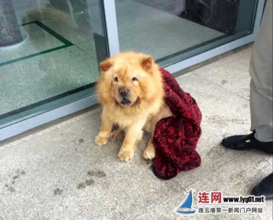 连云港一男子车祸住院 忠犬蹲住院部长久守候