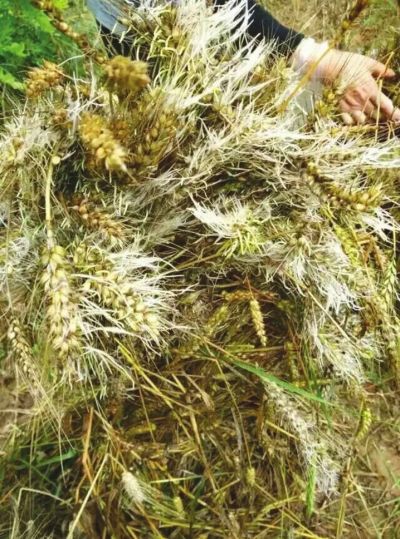 甘肃持续出现连阴雨天气 平凉庆阳多县农作物