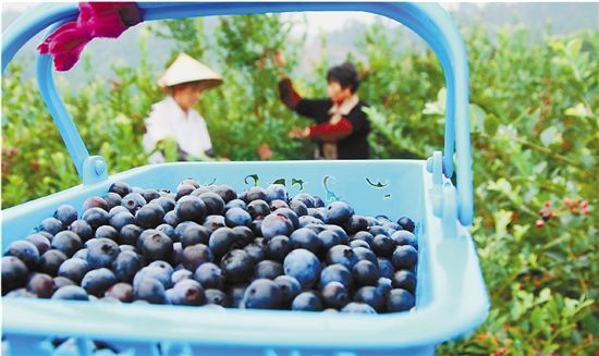杭州建德:蓝莓满枝