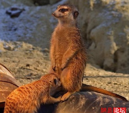 谁说动物不乱伦?盘点动物乱伦交配(组图)