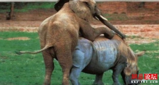 谁说动物不乱伦?盘点动物乱伦交配(组图)