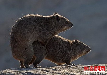 谁说动物不乱伦?盘点动物乱伦交配(组图)