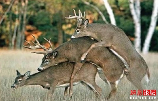 谁说动物不乱伦?盘点动物乱伦交配(组图)