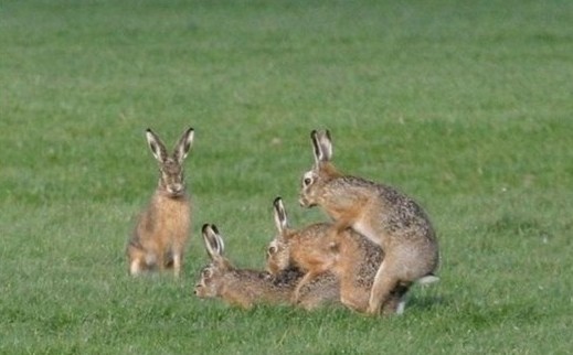 谁说动物不乱伦?盘点动物乱伦交配(组图)