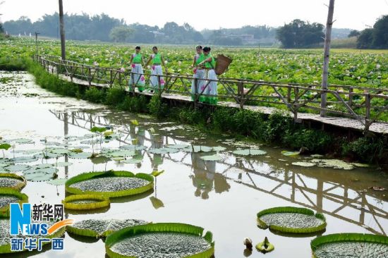 贵港港南区:荷美 花美 人美(组图)