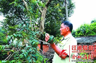 六旬五谷树结5种形状果实 相传由郑和下西洋