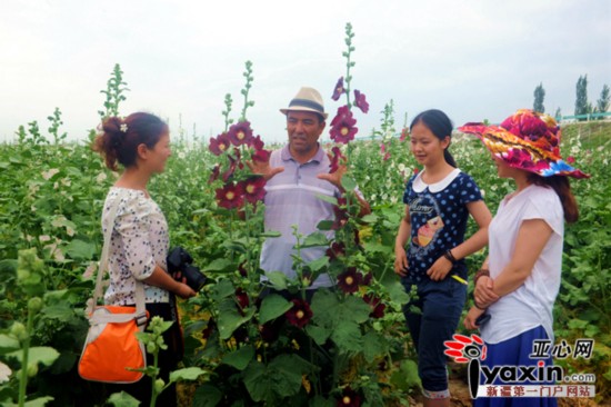 新疆吉木萨尔县药材种植基地成赏花好去处