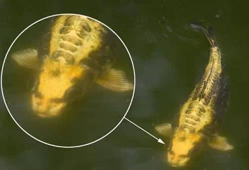 盗墓笔记》中真实存在的27件奇物:蛇眉铜鱼、