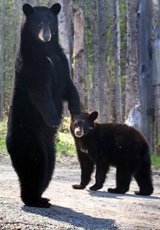 加男子与熊亲近被称“黑熊耳语者”--江西频道--人民网