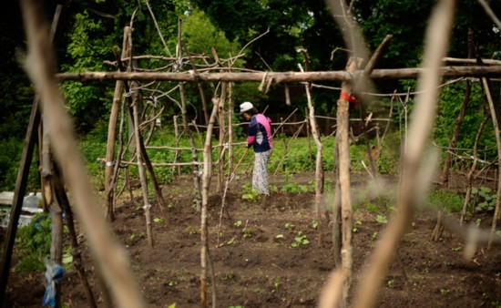 留学生家长种菜 耶鲁菜地成就中国大妈美名