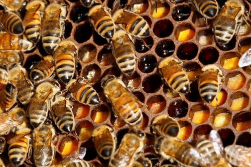 奇葩动物窃案:一袋蚊子被盗 万只蜜蜂失踪(