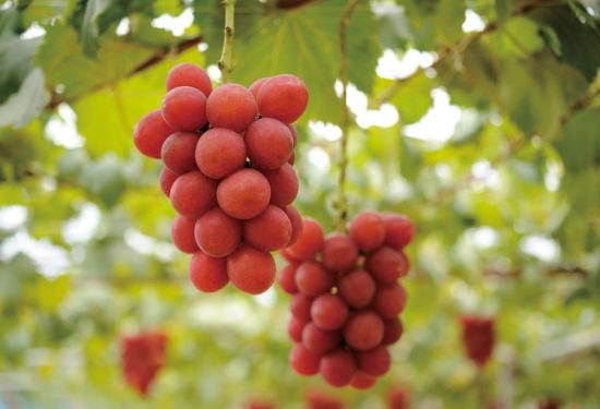 日本一串葡萄拍出百万天价 色泽红艳将制作甜