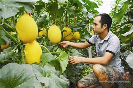 宜州特色水果产业带动农民增收