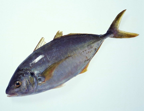 日本近畿大學成功培育黃鰭金槍魚原屬瀕危物種