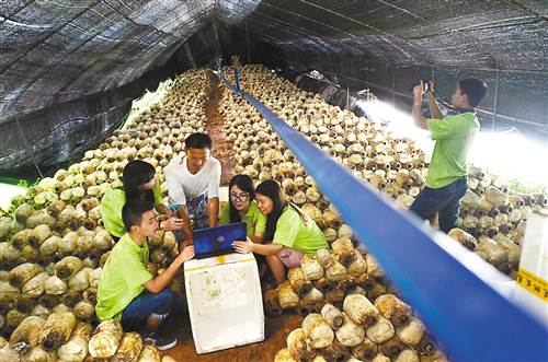 大学生开发手机APP与微信公众平台 搞活乡村